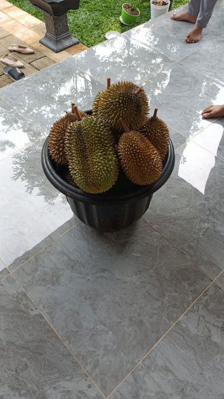 Ibu Hamil 17w makan durian boleh nggaakkk bunddd?