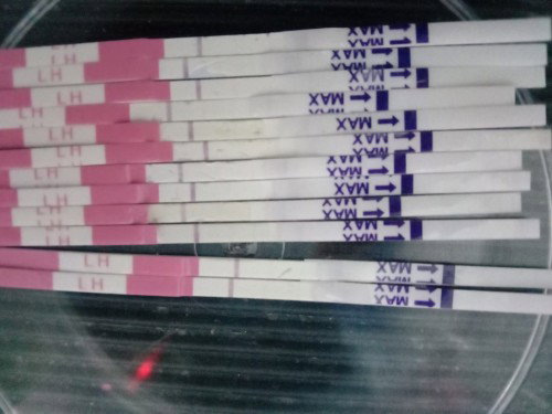 Gambar ovulation