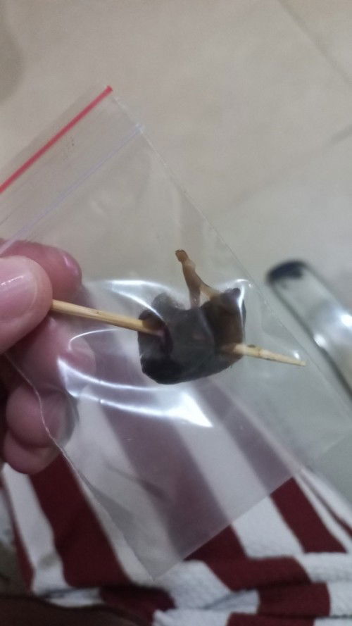 Ada yg pernah alamin gak, keluar semacam darah ayam, gumpalan tp bukan darah