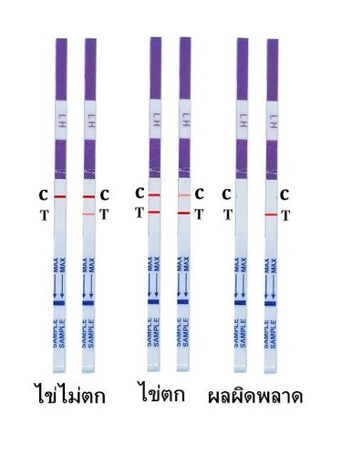 วิธีการเทสไข่ตก ที่ตรวจไข่ตก ใช้ยังไง?