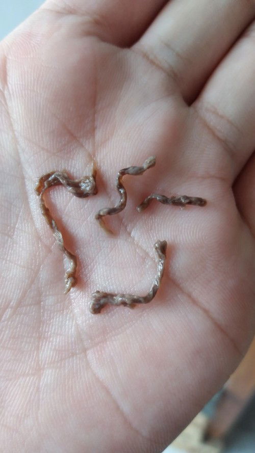 1bulan bekas sc keluar kaya benang???