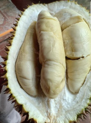 Bumil makan durian