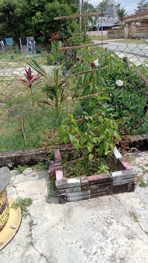 Rebusan daun sahca inchi dpt mestabilkan bacaan BP...
Sesuai ke sahca inchi untuk ibu hamil...