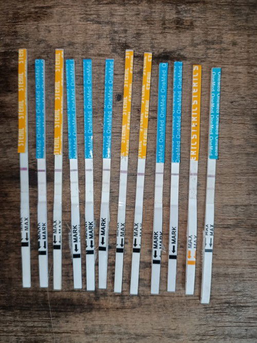 Bntu jwb dng, aq dri awl  khmiln tp gris ny gni trus, dn usia hmil 5 week ngeluarin drh tp gris pdr