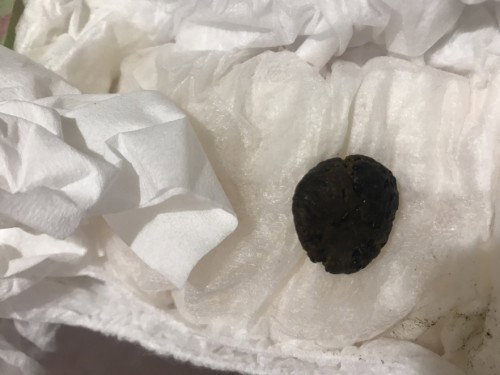 pup berwarna hitam dan keras