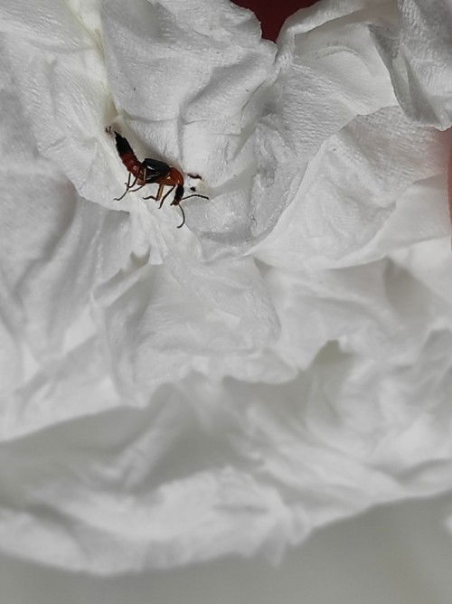 Tomcat, sedang hamil 36 jl. 37w