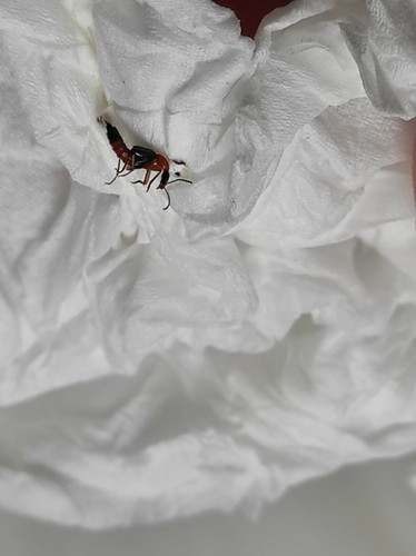 Tomcat, sedang hamil 36 jl. 37w