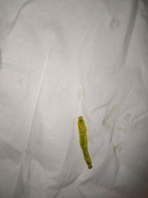 Makan mie ayam ada uletnya untung ga kemakan Bun tapi ttp khawatir semoga ga berdampak sama utun☹️