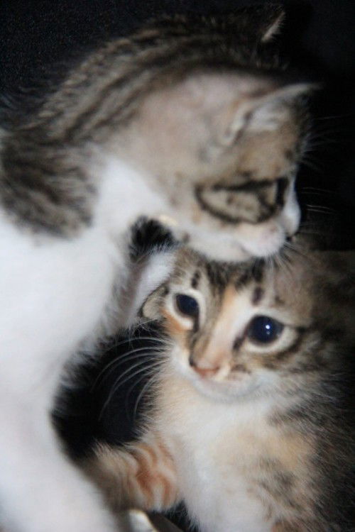 Lebaran sebentar lagi