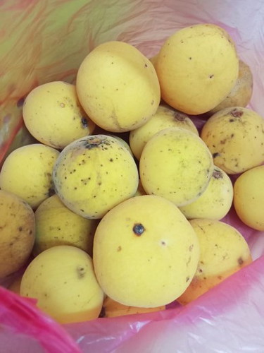 Buah sentul untuk ibu hamil