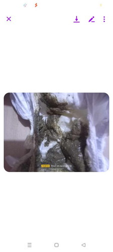 Ano po normal color Ng poop para sa 8 mons old baby?