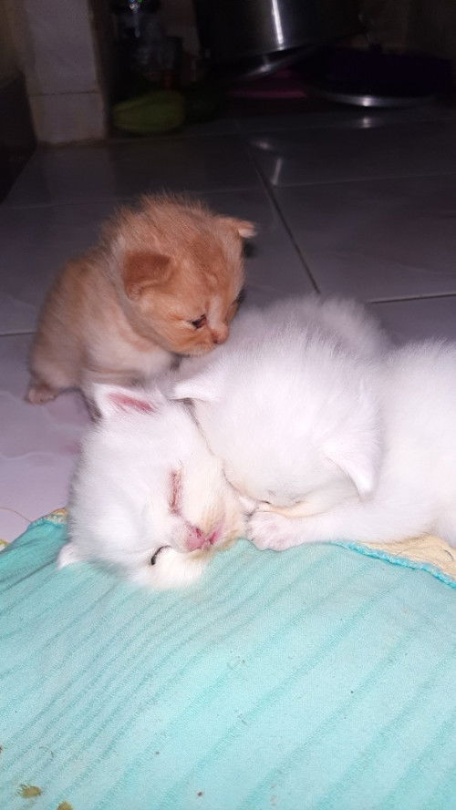 Orang tua dan nenek melarang minum obat+periksa+usg selama hamil