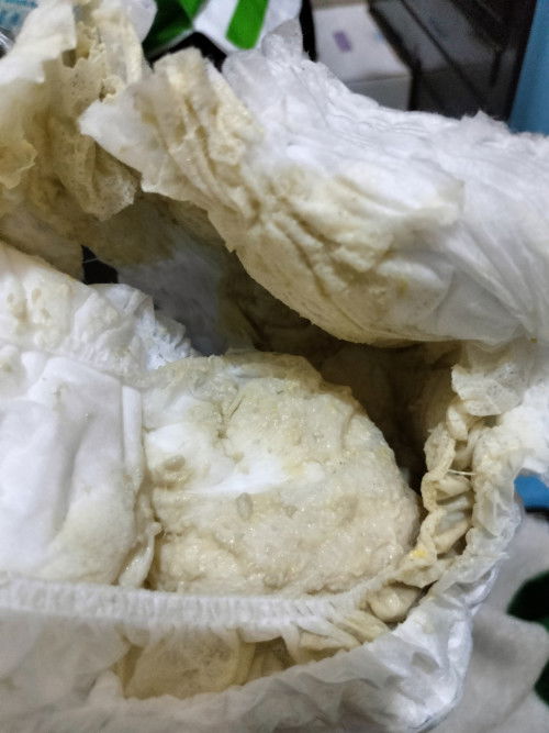 Pup anak 7 bulan 10 Hari