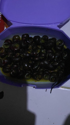Lagi hamil makan tutut
