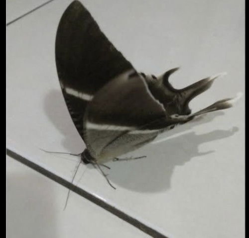 Kupu kupu dalam rumah