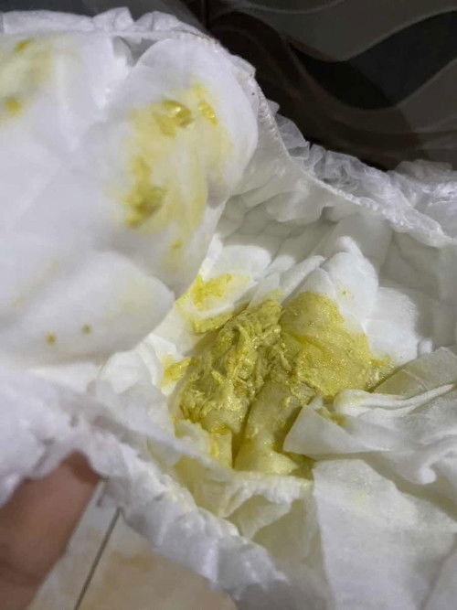 Pup bayi 5 bulan kuning pucat