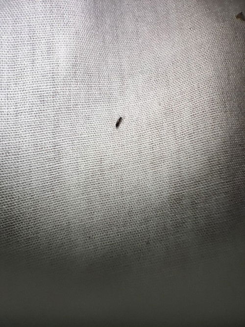 Pamatay ng insect na safe for baby