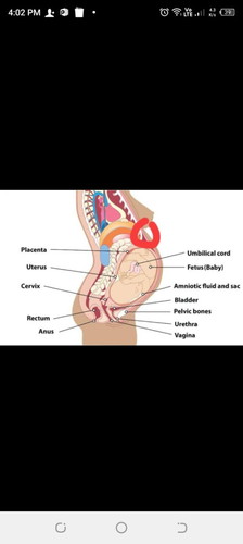 Sakit di bawah dada bahagian tengah (third trimester)