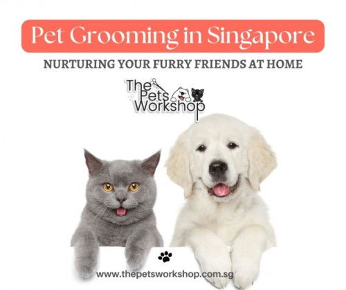 Fur Maintenance for Dogs and Cats at Home:- The Pets Workshop