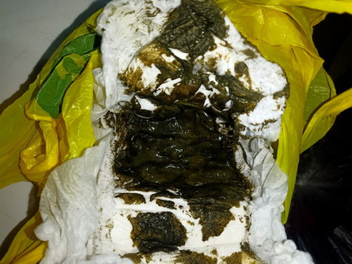 dark green/black poop