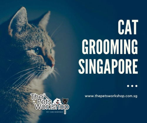 Maintaining Your Cat’s Fur at Home — The Pets Workshop