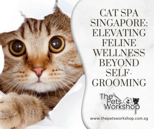 Why Cat Self-Grooming Falls Short: — The Pets Workshop