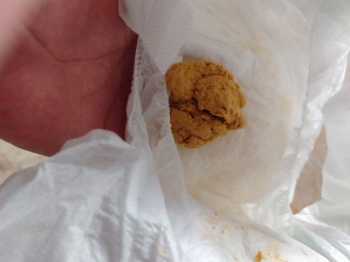 Pup padat warna kuning