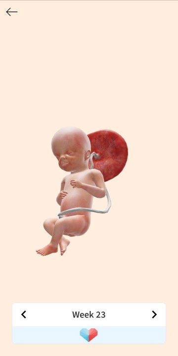 Kita naba gender if papa ultrasound ako??