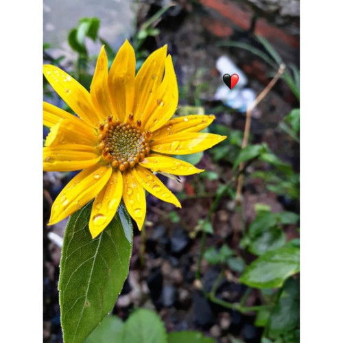 Ngừa thai sau sinh