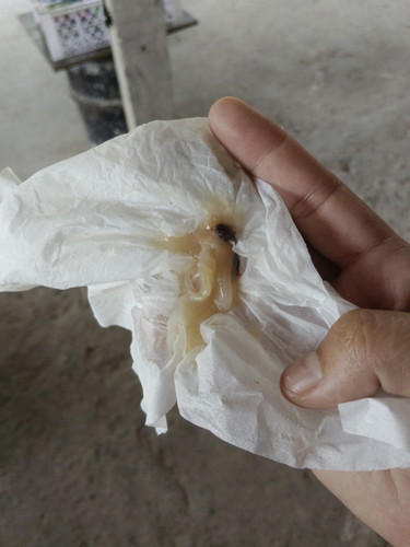 ตื่นมามีมูกแบบนี้ออกมา