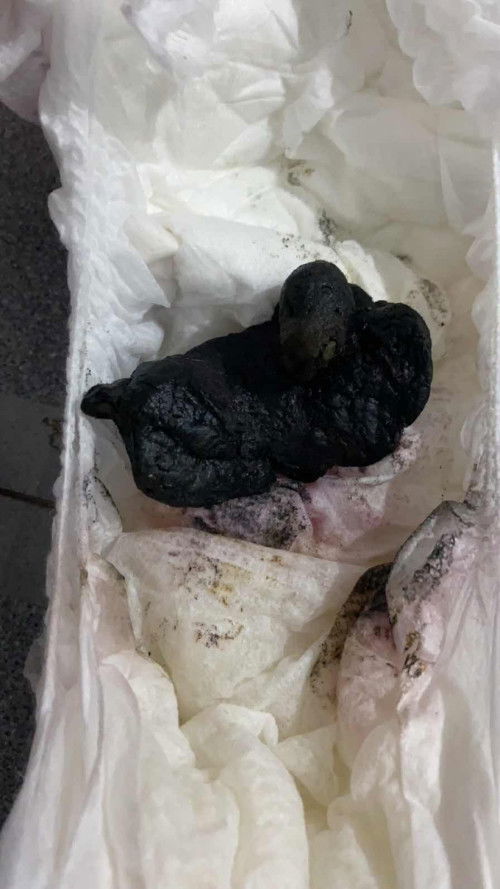 Pup bayi 11 bulan berwarna hitam