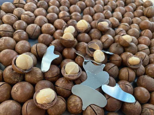 แม่ให้นมสามารถทานถั่วแมคคาเดเมียลได้ไหมคะ