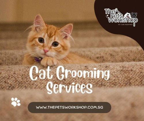Cat grooming services, with their specialized techniques and nuances — The Pets Workshop