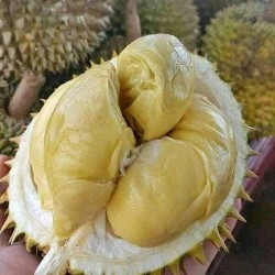 hai bun, ad yg sm gk nih lg musim durian ditmpt kalian. duriany msukin klkas trus dmkn 2-3 bji aj/hr