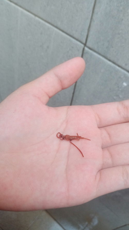 benang jahitan normal