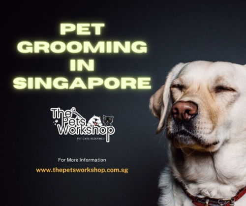 Health, hygiene and overall well-being of Cats — The Pets Workshop