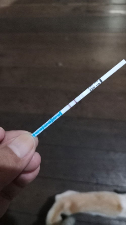 Donor darah ketika hamil