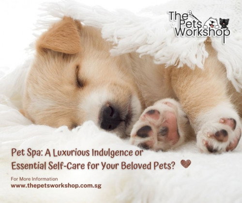 Emerged as a popular trend in the realm of pet care — The Pets Workshop