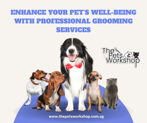 Highest standard of care and attention — The Pets Workshop