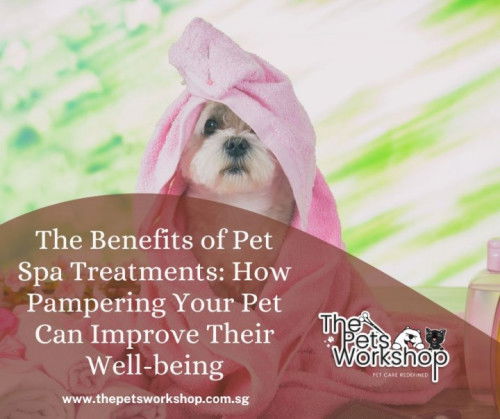 Ensuring a healthier and more fulfilling life — The Pets Workshop