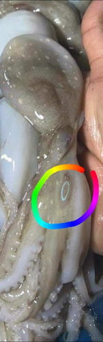 สอบถามหน่อยค่ะ