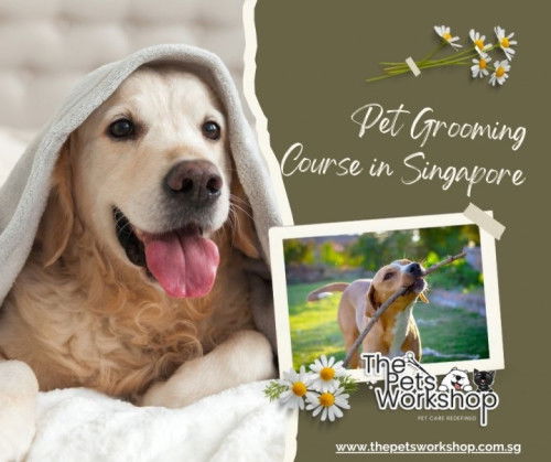Building trust and rapport with clients’ pets — The Pets Workshop