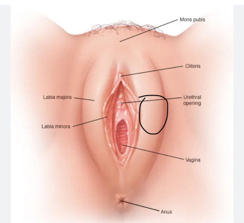 Gestanol (Progesterone Vaginal Suppository)