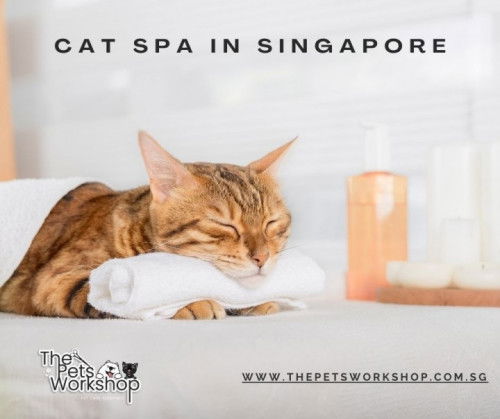 Pampered Persian: Best Spa Services — The Pets Workshop