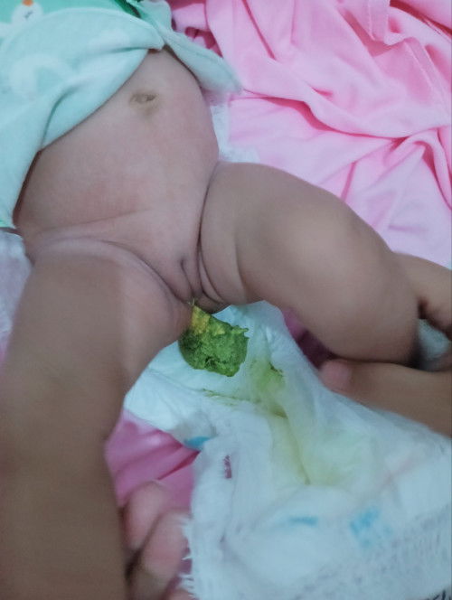 Pup sufor umur 1 bulan