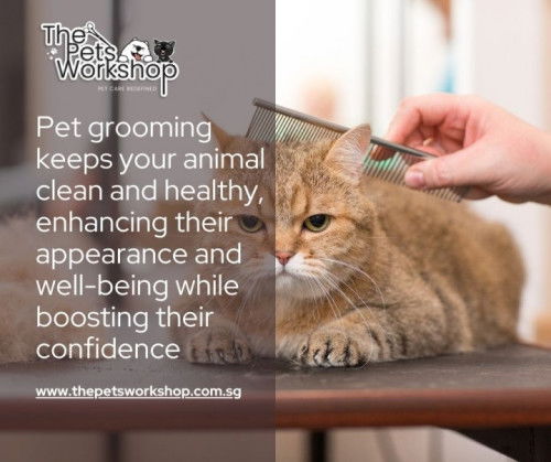 Grooming Techniques: Professional Pet Grooming — The Pets Workshop