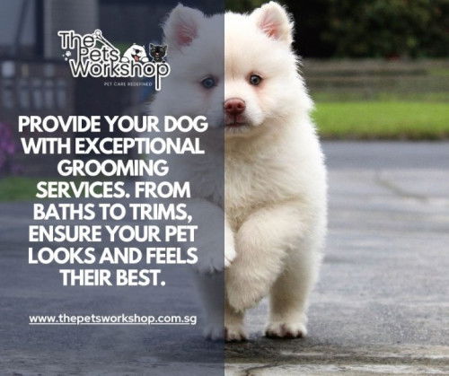 Dealing with Mats and Tangles: Regular Grooming Sessions — The Pets Workshop