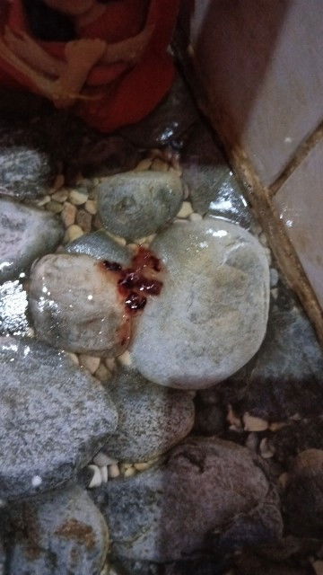 Apakah hamil atau bukan