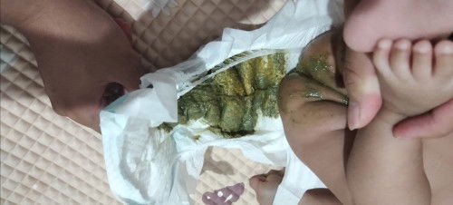 Pup bayi sufor mix asi