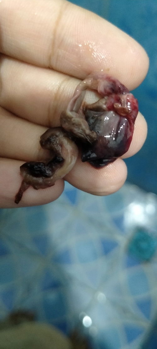 Gumpalan ini apa ya bun